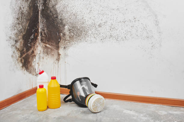 Best Mold Testing  in Capron, IL