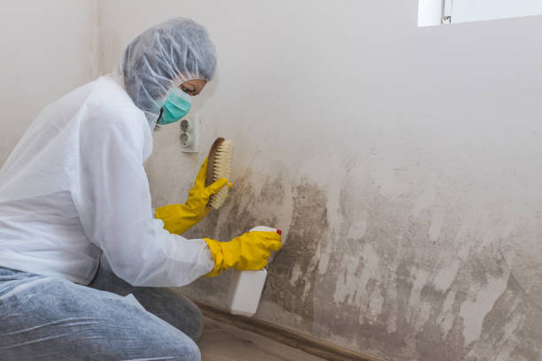 Best Black Mold Removal  in Capron, IL