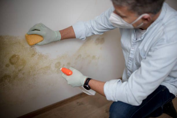 Best Toxic Mold Removal  in Capron, IL