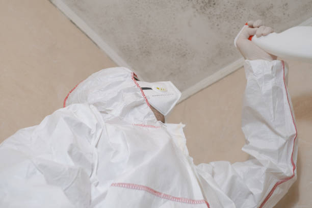 Reliable Capron, IL Mold Removal Solutions