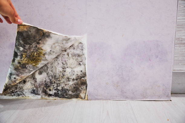 Best Best Mold Removal Companies  in Capron, IL